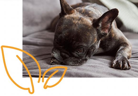 Frenchie on dog bed with eco icon overlayed
