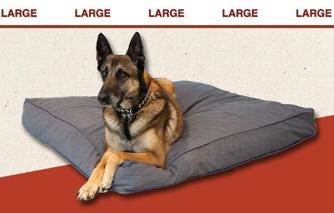 Large dog on dog bed