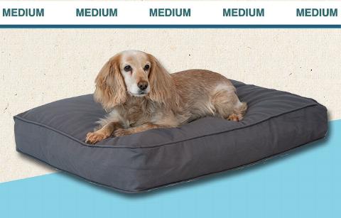 medium dog on dog bed